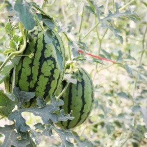 网红大瓜在哪找,揭秘热门事件背后的秘密聚集地